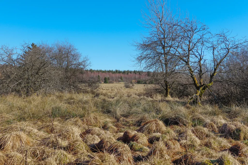 Des tourbières à perte de vue dans la Fagne du Mont Rigi