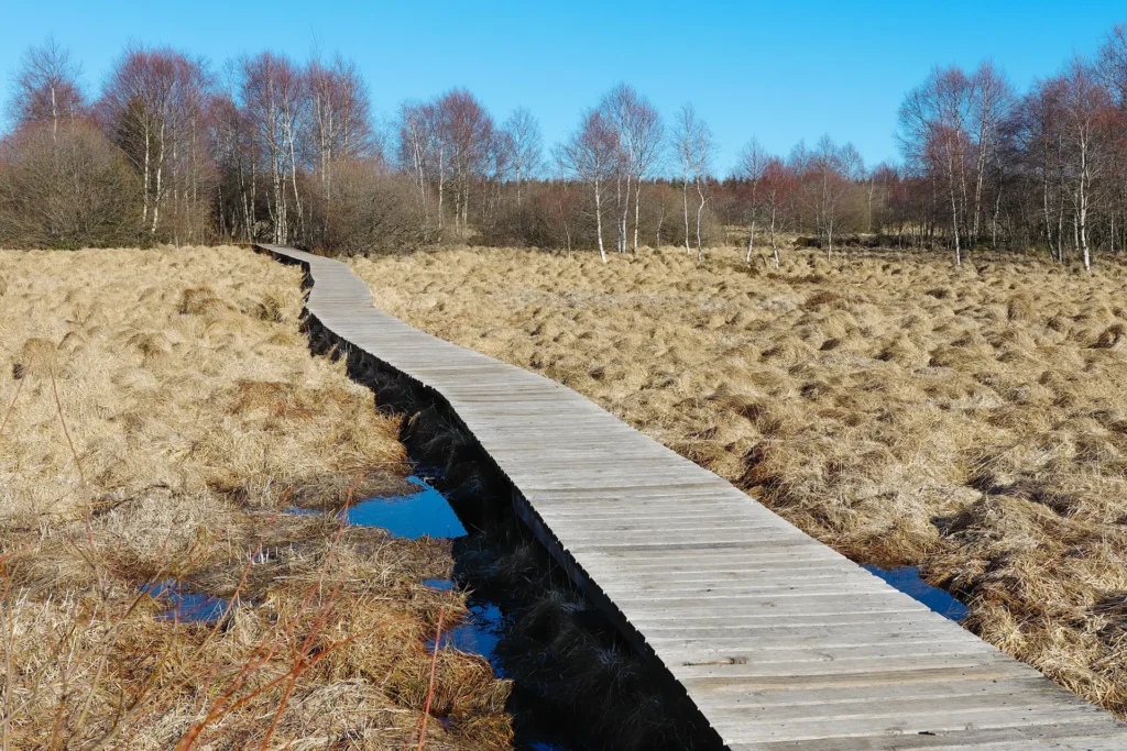 Un caillebotis de bos qui sillonne les tourbières caractéristiques des Hautes fagnes